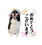ボーダーコリーの林檎なのは2（個別スタンプ：15）