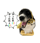 ボーダーコリーの林檎なのは2（個別スタンプ：27）