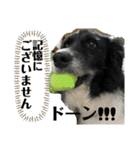 ボーダーコリーの林檎なのは2（個別スタンプ：32）