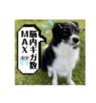 ボーダーコリーの林檎なのは2（個別スタンプ：34）