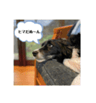 ボーダーコリーの林檎なのは2（個別スタンプ：35）