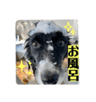 ボーダーコリーの林檎なのは2（個別スタンプ：37）