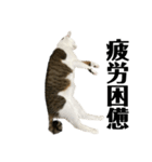 にゃお＆そー9（個別スタンプ：2）