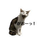 にゃお＆そー9（個別スタンプ：4）