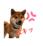 柴犬ぽてち（個別スタンプ：5）