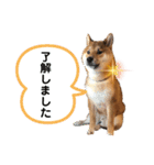 柴犬ぽてち（個別スタンプ：8）