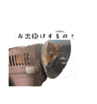 柴犬ぽてち（個別スタンプ：14）