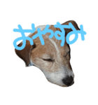 ガツジピ（個別スタンプ：2）