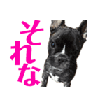 ガツジピ（個別スタンプ：7）