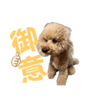 daichan_inu（個別スタンプ：6）