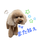 daichan_inu（個別スタンプ：8）