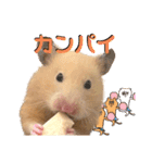 使いやすいハムスターのスタンプ（個別スタンプ：5）