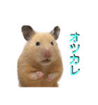 使いやすいハムスターのスタンプ（個別スタンプ：8）