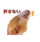 使いやすいハムスターのスタンプ（個別スタンプ：11）