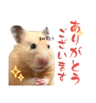 使いやすいハムスターのスタンプ（個別スタンプ：13）