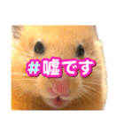 使いやすいハムスターのスタンプ（個別スタンプ：19）