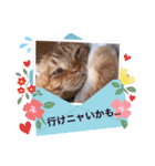 スコのジョニーちゃん♡デカ文字③（個別スタンプ：7）