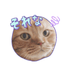 スコのジョニーちゃん♡デカ文字③（個別スタンプ：16）