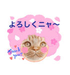 スコのジョニーちゃん♡デカ文字③（個別スタンプ：23）
