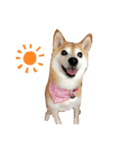 柴犬りんごちゃん（個別スタンプ：1）