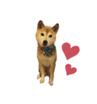 柴犬りんごちゃん（個別スタンプ：2）