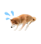 柴犬りんごちゃん（個別スタンプ：3）