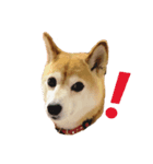 柴犬りんごちゃん（個別スタンプ：4）