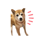柴犬りんごちゃん（個別スタンプ：5）