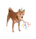 柴犬りんごちゃん（個別スタンプ：6）