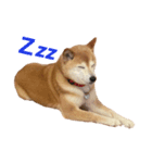 柴犬りんごちゃん（個別スタンプ：7）