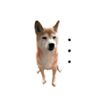 柴犬りんごちゃん（個別スタンプ：8）