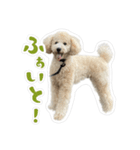やまとだよ〜（個別スタンプ：8）