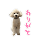 やまとだよ〜（個別スタンプ：9）
