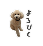 やまとだよ〜（個別スタンプ：11）