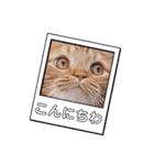 スコのジョニーちゃん♡デカ文字4♡（個別スタンプ：3）
