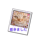 スコのジョニーちゃん♡デカ文字4♡（個別スタンプ：4）