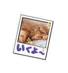 スコのジョニーちゃん♡デカ文字4♡（個別スタンプ：5）