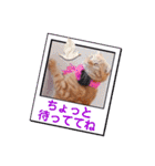 スコのジョニーちゃん♡デカ文字4♡（個別スタンプ：6）