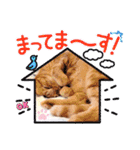 スコのジョニーちゃん♡デカ文字4♡（個別スタンプ：13）