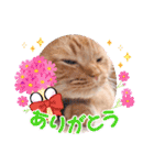 スコのジョニーちゃん♡デカ文字4♡（個別スタンプ：17）
