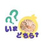 スコのジョニーちゃん♡デカ文字4♡（個別スタンプ：19）