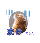 スコのジョニーちゃん♡デカ文字4♡（個別スタンプ：32）