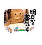 スコのジョニーちゃん♡デカ文字4♡（個別スタンプ：33）