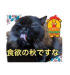 黒猫 ルナ院長103にゃんめ 秋編（個別スタンプ：2）