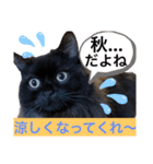 黒猫 ルナ院長103にゃんめ 秋編（個別スタンプ：5）