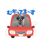 我が家のアイドル こうめちゃんスタンプ②（個別スタンプ：13）