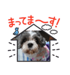 我が家のアイドル こうめちゃんスタンプ②（個別スタンプ：16）
