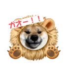 柴犬ハクト3（個別スタンプ：1）