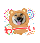柴犬ハクト3（個別スタンプ：2）