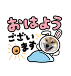 柴犬ハクト3（個別スタンプ：3）